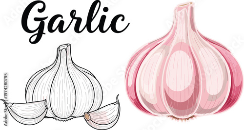Fresh garlic bulb and cloves illustration with hand drawn line art style isolated on white background for organic food packaging healthy cooking and culinary design