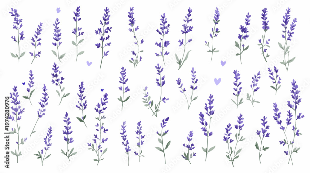 Obraz premium Hand-drawn lavender blooms forming a peaceful and harmonious pattern