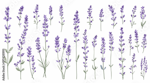 Billede på lærred Delicate lavender blossoms swaying gently across a soft pastel background