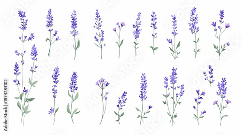 lavender flowers on white background