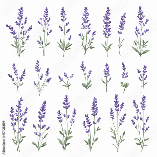 lavender flowers set