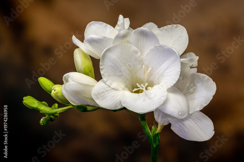 Macro of white freesia flowers with water drops on textured brown background