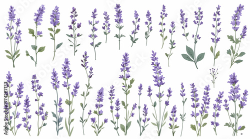 lavender flowers on white background