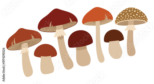 Mushroom Variety Collection. Forest Fungi Assortment. Flat Illustration.