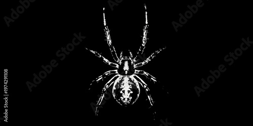 Detailed spider form dramatically showcased against a dark background silhouette