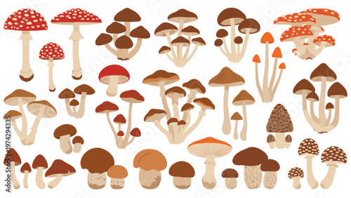 Large collection of diverse mushroom types including red amanita, brown boletus, and morel in a clean flat vector illustration style.