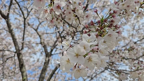 A video of a place where cherry blossoms are in bloom, symbolizing spring