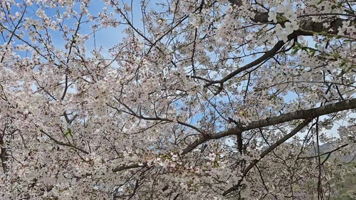 A video of a place where cherry blossoms are in bloom, symbolizing spring
