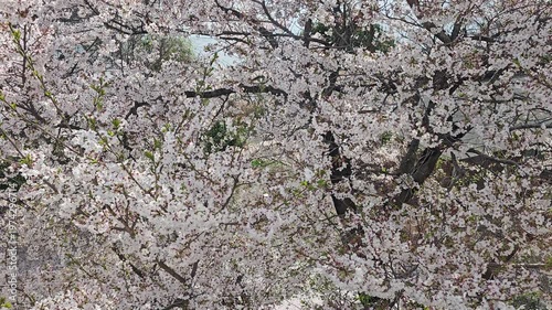 A video of a place where cherry blossoms are in bloom, symbolizing spring