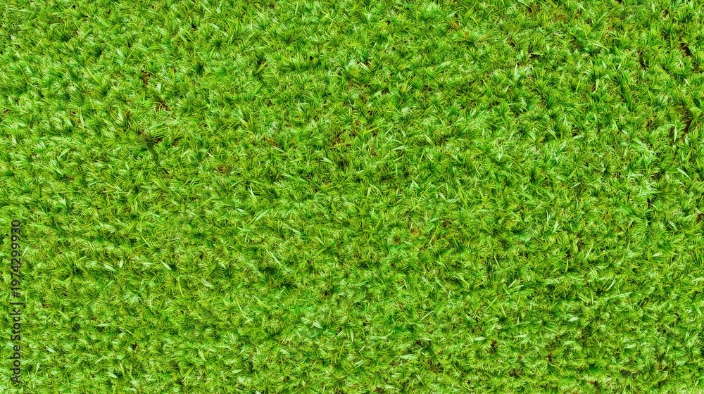 Fototapeta premium A dense carpet of lush green grass blades creating a vibrant natural texture.