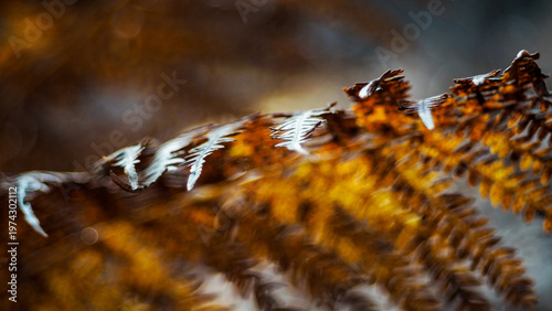 Macro de feuilles de fougère mortes, en automne