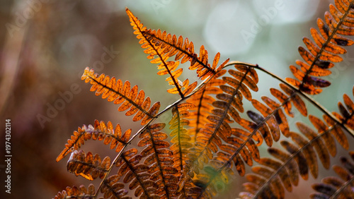Macro de feuilles de fougère mortes, en automne