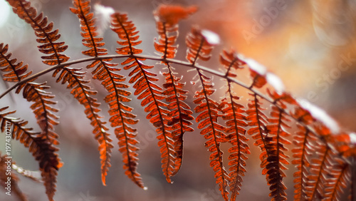 Macro de feuilles de fougère mortes, en automne