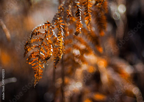 Macro de feuilles de fougère mortes, en automne