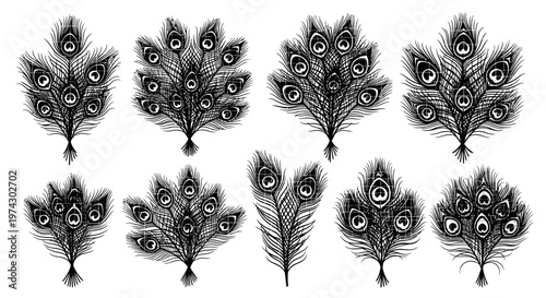 Set of black and white peacock feathers on white background decorative illustration elegant plumage design elements