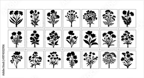 Photos Collection of black and white botanical illustrations of various flowers and pla