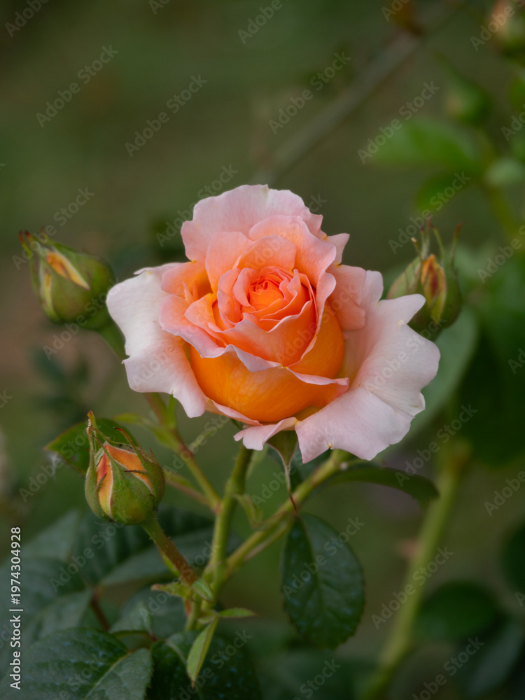 Fototapeta premium Beautiful Belvedere rose close-up in Greece