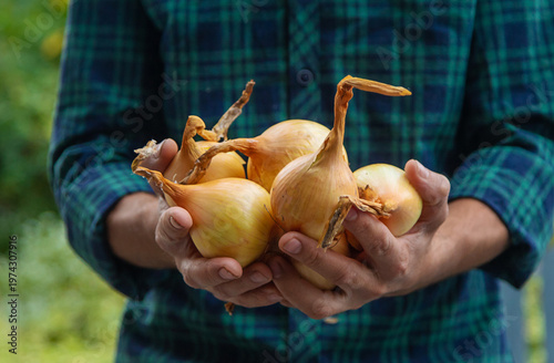A man farmer is holding a harvest of onions. Selective focus.