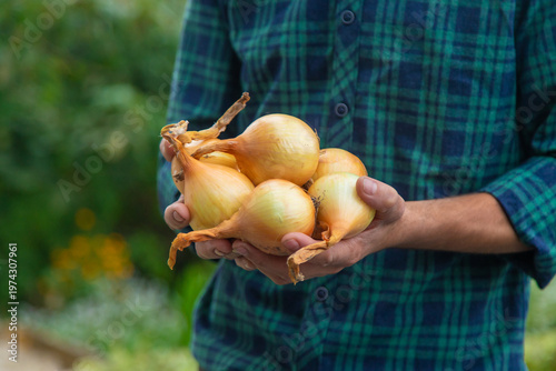 A man farmer is holding a harvest of onions. Selective focus.