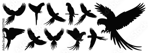 Flying Parrot and Macaw Silhouette Vector Set for Tropical Wildlife Design, Transparent Background