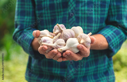 A man farmer holds a harvest of garlic in his hands. Selective focus.
