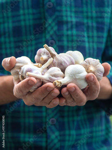 A man farmer holds a harvest of garlic in his hands. Selective focus.