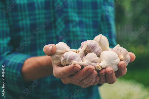 A man farmer holds a harvest of garlic in his hands. Selective focus.
