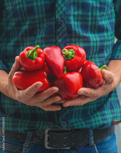 A man farmer holds a crop of peppers in his hands. Selective focus.