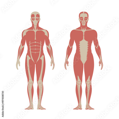 Anatomical illustration of human body muscle structure from front and back