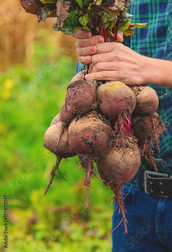 A man farmer holds a harvest of beets in his hands. Selective focus.