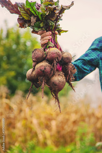 A man farmer holds a harvest of beets in his hands. Selective focus.