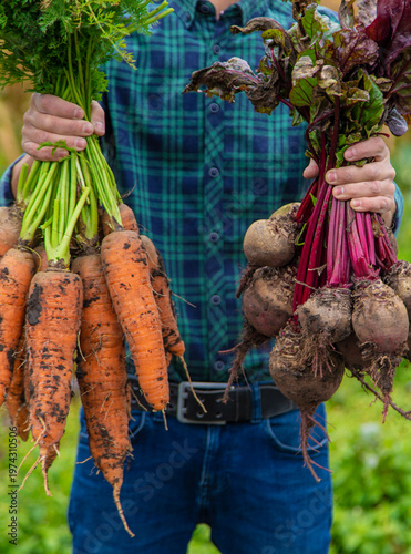 A man farmer holds a harvest of carrots and beets in his hands. Selective focus.