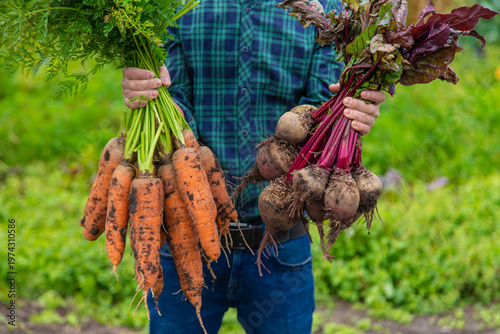 A man farmer holds a harvest of carrots and beets in his hands. Selective focus.