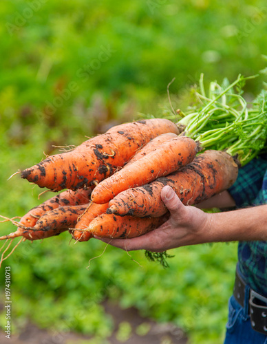 A man farmer holds a harvest of carrots in his hands. Selective focus.