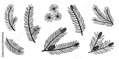 Collection of handdrawn evergreen branches with pine cones on a transparent background