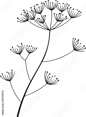 Minimalist black and white botanical line art illustration of dill plant with cascading umbrella seed heads in elegant natural composition