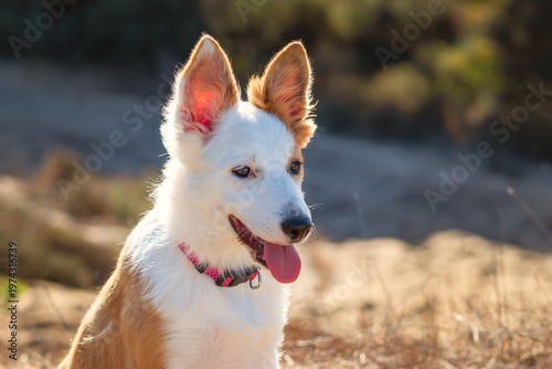Fotografia Side profile portrait of a playful white and tan Border Collie puppy with large perky ears