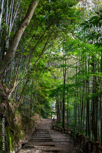Photos Bamboo Forest Path in Japan