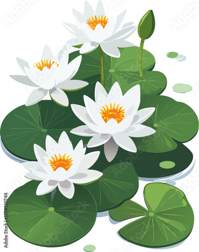 water lilies and leaves of a pond vector nature design
