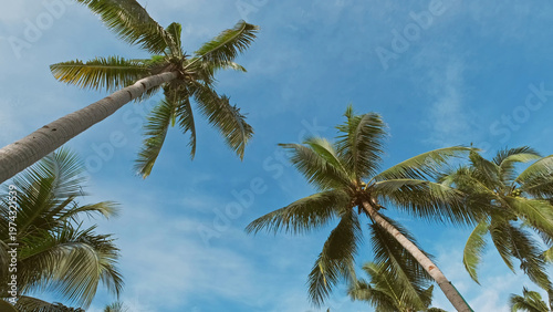 Blue sky with tall green coconut palm trees