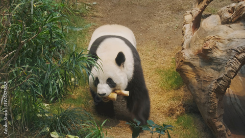 Cute giant panda bear walking