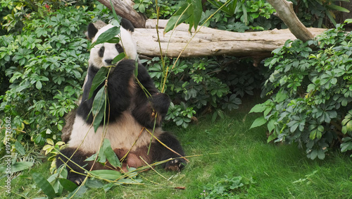 Cute giant panda bear eating bamboo