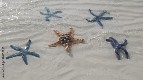Starfish under water on sand beach