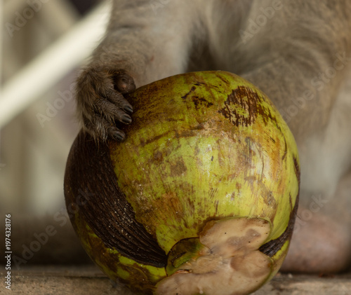 Photography A monkey is holding a green coconut in its hand