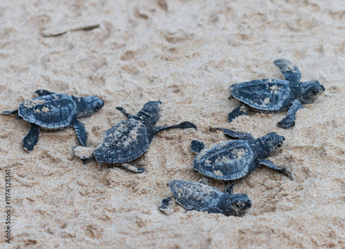 A group of baby turtles are laying on the sand