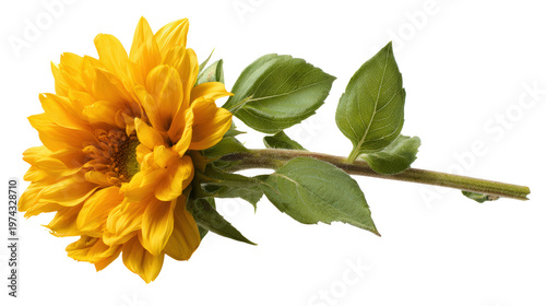 A sunflower branch with green leaves on white background, highlighting natural beauty and floral detail.