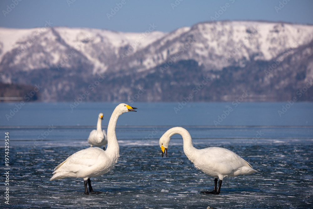 Obraz premium A natural landscape depiction of a whooper swan living around Lake Kussharo, Hokkaido, in winter, covered in snow.