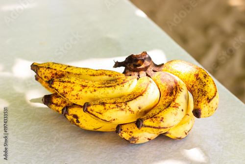Latundan bananas, also commonly known in the Philippines as Tundan, silk bananas, or apple bananas.