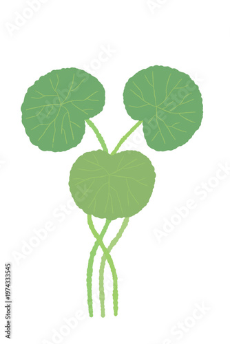 Centella asiatica vertical cluster of three leaves with straight stems