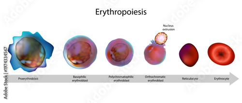 Erythropoiesis Stages Diagram Showing Red Blood Cell Development from Proerythroblast to Mature Erythrocyte in Bone Marrow. Red Blood Cell Formation Process Erythropoiesis